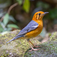 Orange-headed Thrush